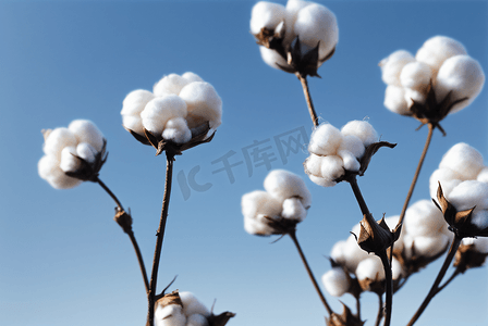 秋季白色的成熟棉花图片122