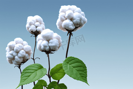 秋季白色的成熟棉花图片103