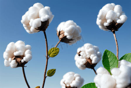 秋季白色的成熟棉花图片115