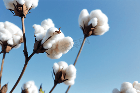 秋季白色的成熟棉花图片93