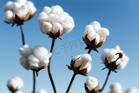 秋季白色的成熟棉花图片102