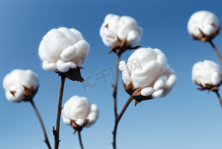 秋季白色的成熟棉花图片120