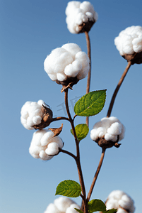 秋季白色的成熟棉花图片412