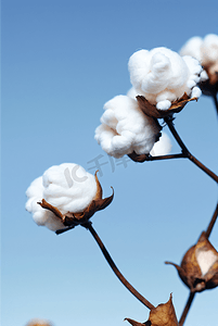 秋季白色的成熟棉花图片410