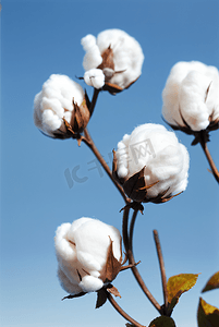 秋季白色的成熟棉花图片504