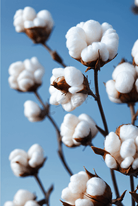 秋季白色的成熟棉花图片406
