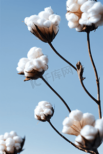 秋季白色的成熟棉花图片403