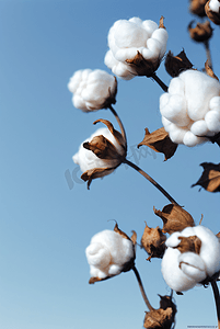 秋季白色的成熟棉花图片502