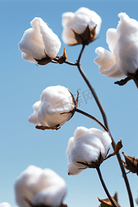 秋季白色的成熟棉花图片408