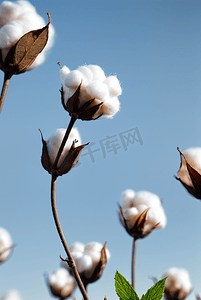 秋季白色的成熟棉花图片506