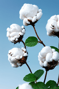 秋季白色的成熟棉花图片503