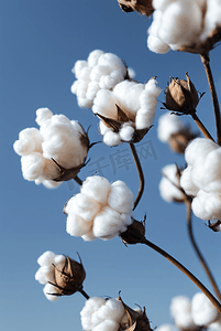 秋季白色的成熟棉花图片501