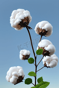 秋季白色的成熟棉花图片401