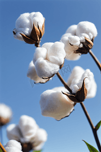 秋季白色的成熟棉花图片418
