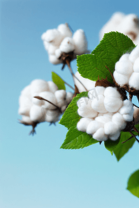秋季白色的成熟棉花图片404
