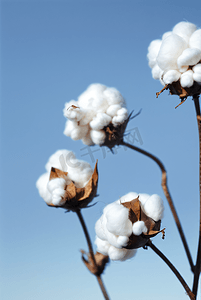 秋季白色的成熟棉花图片411