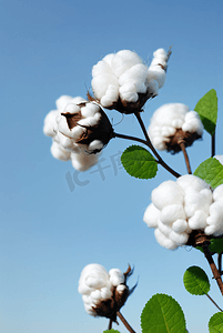 秋季白色的成熟棉花图片415