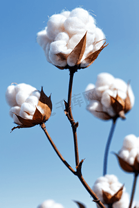 秋季白色的成熟棉花图片419
