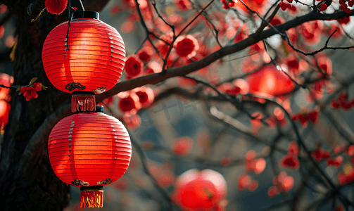 新年春节喜庆氛围树枝上挂着灯笼