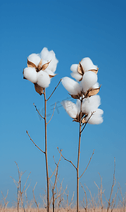 棉花植物生长文艺配图