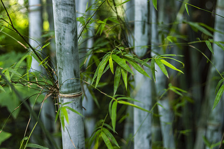竹子竹叶竹林风光绿竹林图片