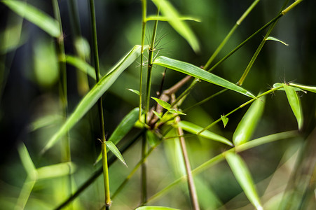 竹林，竹子，竹叶摄影照片_茂密竹林绿竹叶特写风景