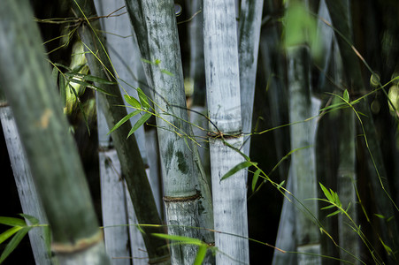 竹林，竹子，竹叶摄影照片_竹林竹节竹竿特写风光拍摄