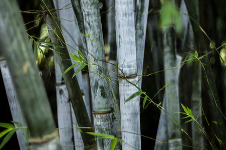 竹竿摄影照片_竹林竹节竹竿特写风光拍摄