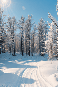 冬季户外积雪树木风景图7摄影配图