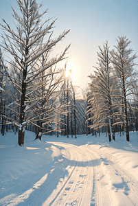 阳光下的冬季户外树木积雪图摄影配图