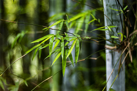 竹子竹叶竹林风光绿竹林竹林背景