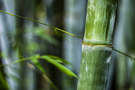 竹子竹叶竹林风光绿竹林竹林背景图片