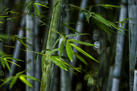 竹子竹叶竹林风景