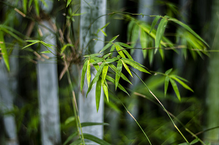 竹林，竹子，竹叶摄影照片_翠绿竹子竹叶竹林风光