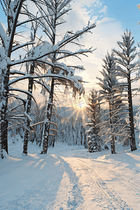 暖冬风景摄影照片_阳光下的冬季户外树木积雪图片