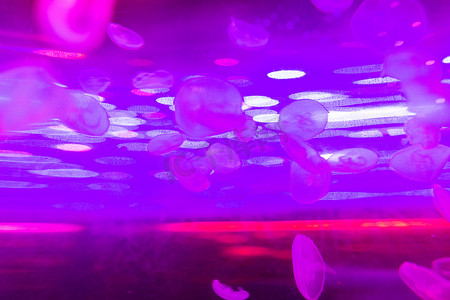 水族馆海洋动物鱼类水母海洋生物水产图片