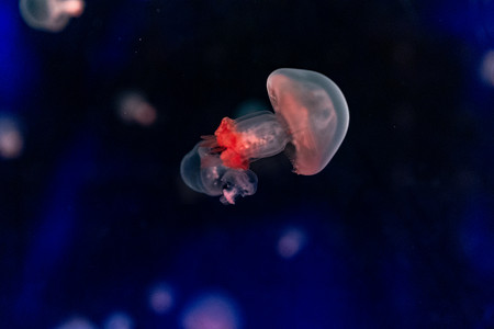 深海鱼摄影照片_水族馆海洋动物鱼类红色水母深海鱼