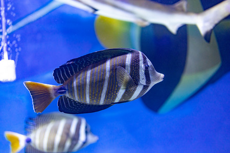 海洋鱼群摄影照片_水族馆海洋动物鱼类热带深海鱼