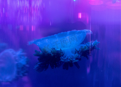 珊瑚鱼群摄影照片_水族馆海洋动物鱼类水母海洋生物水产