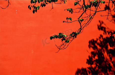 红色古城墙树叶树藤风景