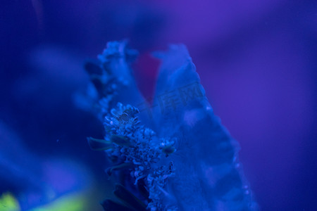 深海鱼摄影照片_水族馆海洋动物鱼类水母珊瑚蓝色海洋生物