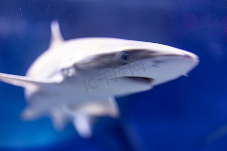 水族馆海洋动物鱼类海洋生物水产深海鱼