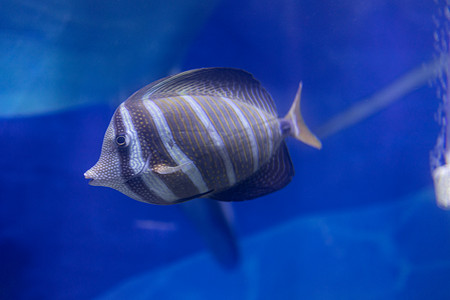 水族馆海洋馆海洋动物鱼类海洋生物水产深海鱼鱼群