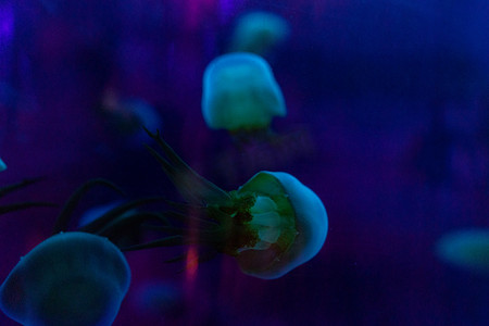 深海鱼摄影照片_水族馆海洋动物鱼类绿色水母摄影图