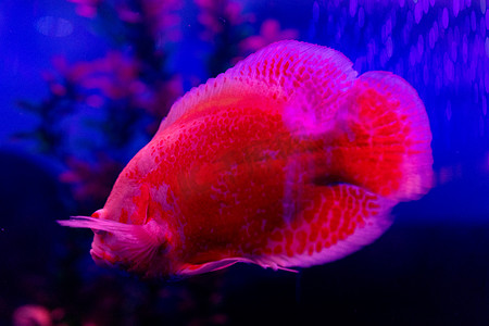 水族馆海洋动物鱼类深海鱼