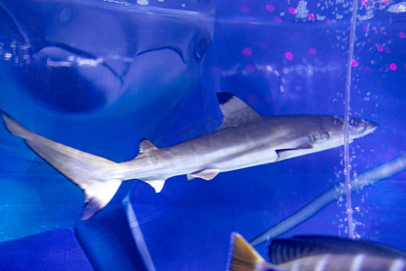 水族馆海洋馆海洋动物鱼类海洋生物水产深海鱼