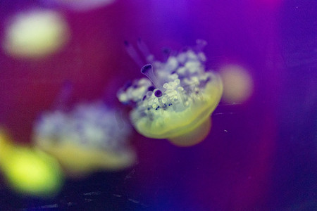 珊瑚鱼群摄影照片_水族馆海洋动物鱼类黄色水母海洋生物