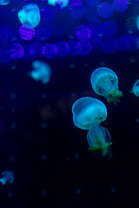 水族馆海洋馆海洋动物鱼类蓝色水母深海鱼