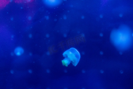 水族馆海洋动物鱼类蓝色水母深海鱼