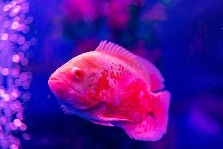水族馆海洋动物鱼类水产深海鱼图片
